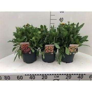 Picture of GAILLARDIA