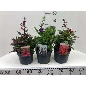 Picture of LOBELIA SPECIOSA 