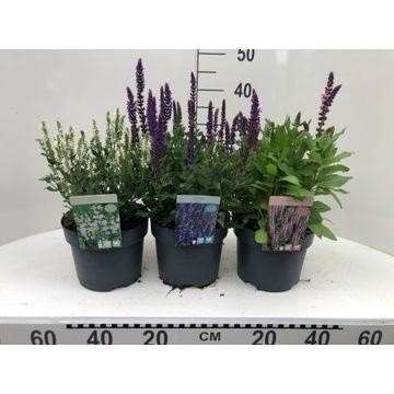 Picture of SALVIA NEMOROSA