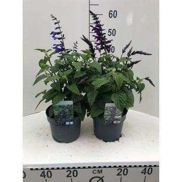Picture of SALVIA BLACK&BLOOM 