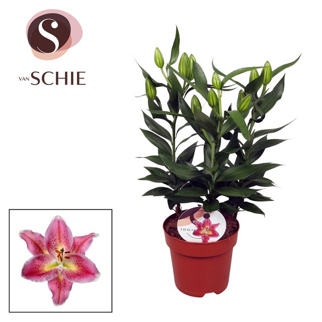 Picture of Lilium oriental 03pp reeleeze