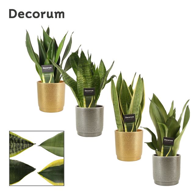 Picture of SANSEVIERIA SUPER MIX IN GABRIËL DECO