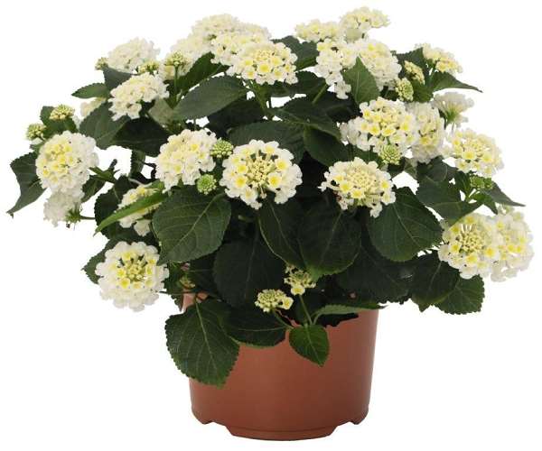 Picture of Lantana camara havana white