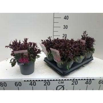 Picture of Gaura lindheimeri rose