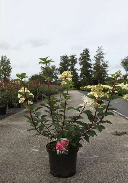 Picture of HYDRANGEA PAN. FRAMBOISINE