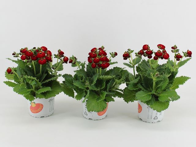 Picture of Calceolaria calynopsis red