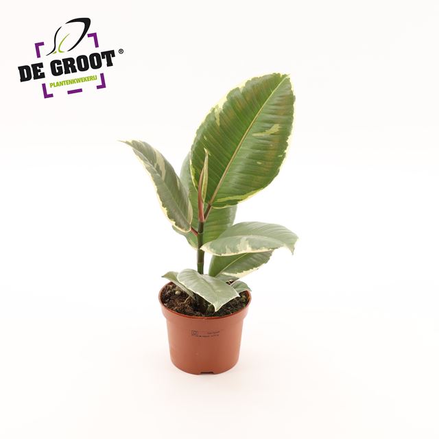 Picture of Ficus elastica tineke