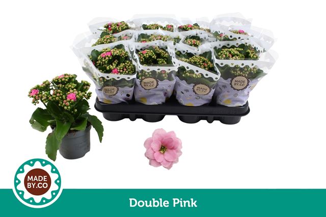 Picture of Kalanchoe double pink