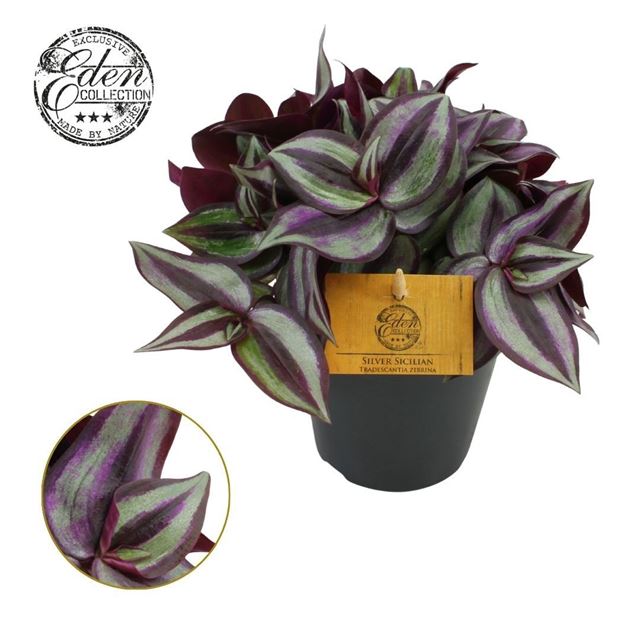 Picture of Tradescantia zebrina