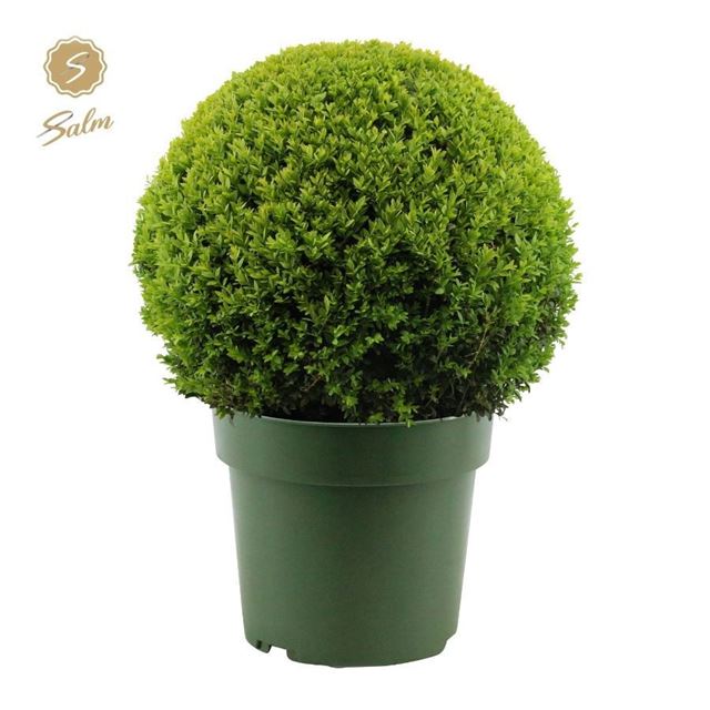 Picture of Buxus sempervirens ball 050cm