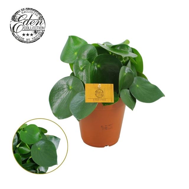 Picture of PEPEROMIA POLYBOTRYA