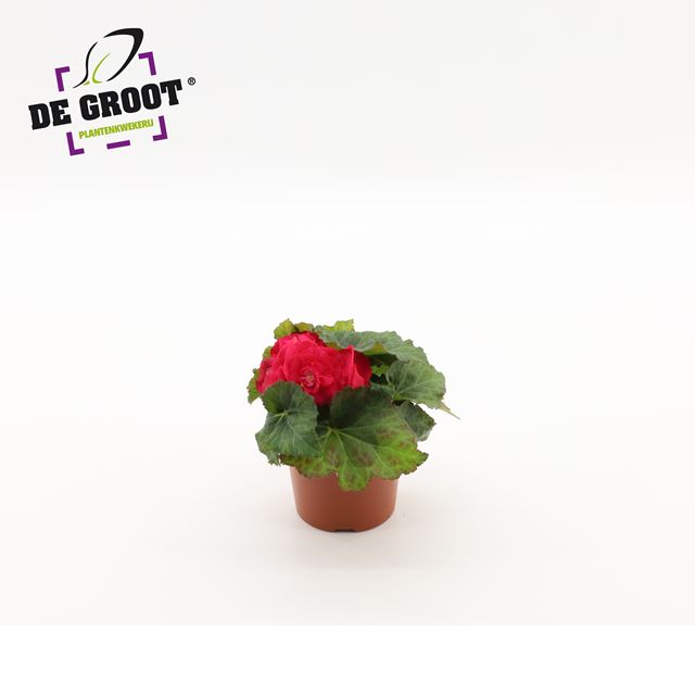 Picture of Begonia tuberosa non stop pink