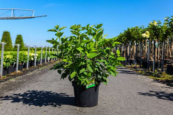 Picture of Hydrangea pan  limelight prime