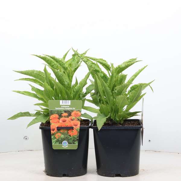 Picture of ECHINACEA PURPUREA SUNSEEKERS PUMPKIN PIE