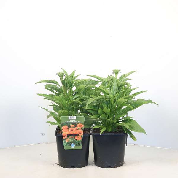 Picture of Echinacea purpurea sunseekers pumpkin pie
