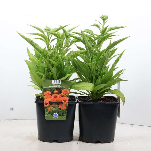 Picture of ECHINACEA PURPUREA SUNSEEKERS PUMPKIN PIE