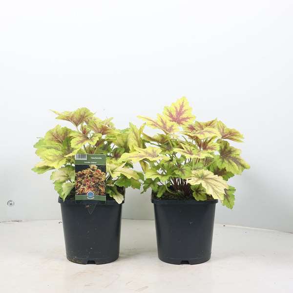 Picture of HEUCHERELLA GOLDEN ZEBRA