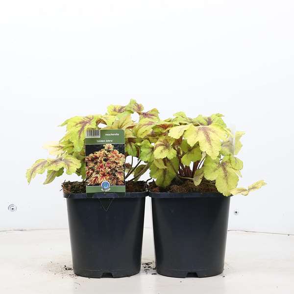 Picture of HEUCHERELLA GOLDEN ZEBRA