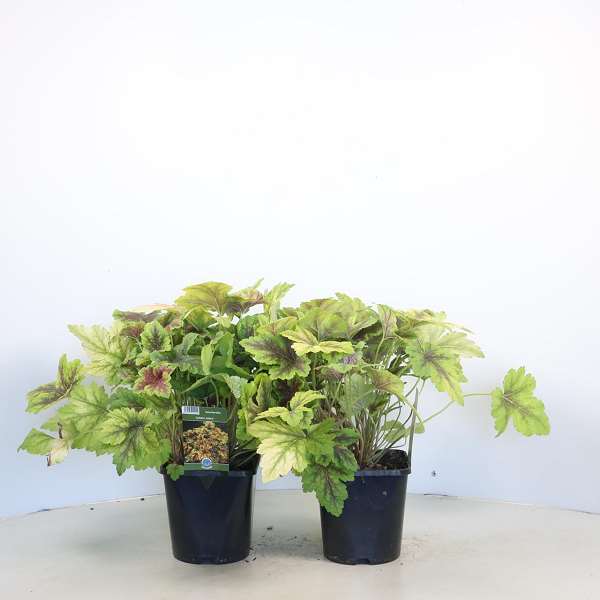 Picture of Heucherella golden zebra