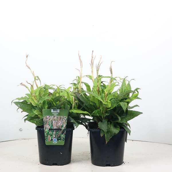 Picture of PERSICARIA AMPLEXICAULIS ALBA
