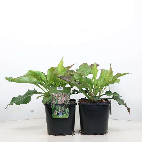 Picture of PERSICARIA AMPLEXICAULIS ALBA