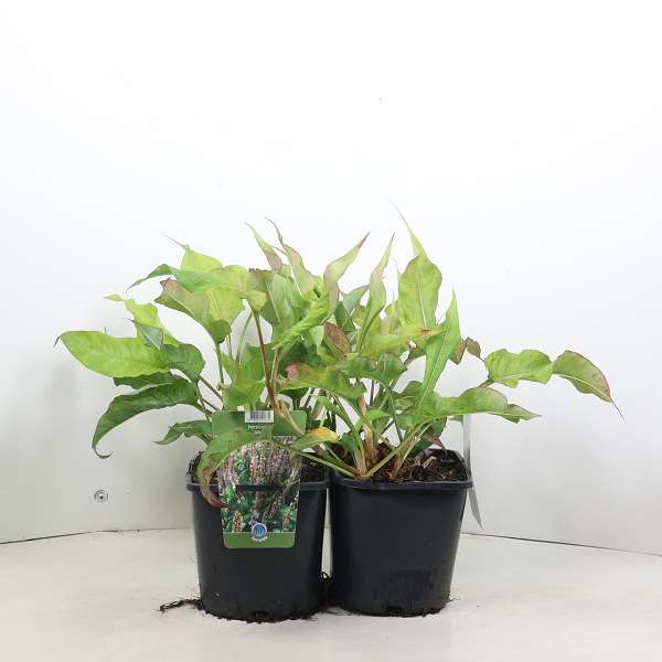 Picture of Persicaria amplexicaulis alba