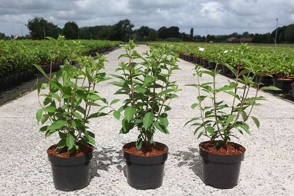 Picture of HYDRANGEA PANICULATA SKYFALL
