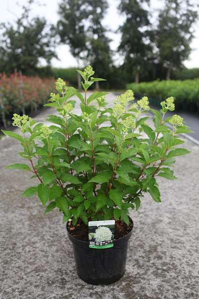Picture of HYDRANGEA PAN. SKYFALL