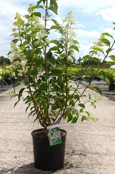 Picture of HYDRANGEA PANICULATA GREAT STAR