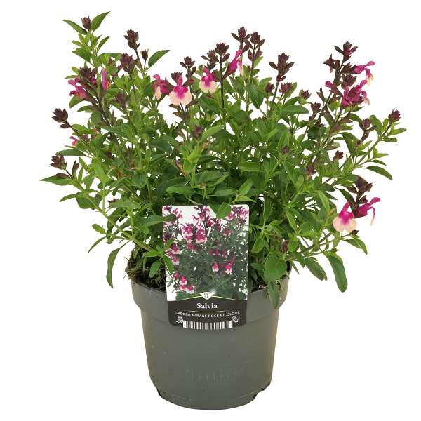 Picture of SALVIA GREGGII MIRAGE ROSE BICOLOUR