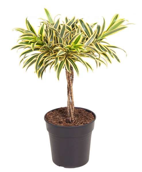 Picture of DRACAENA FRAGRANS LEMON LIME BRANCHED