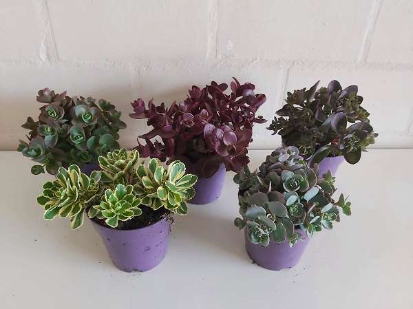 Picture of SEDUM SUNSPARKLER 