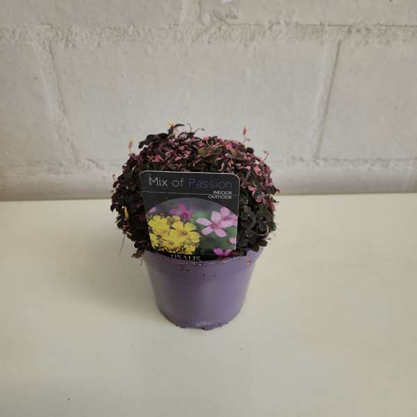 Picture of OXALIS SPIRALIS CRAZY PINK