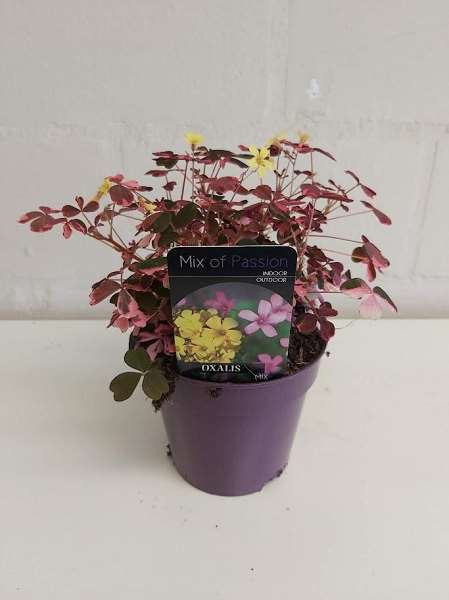 Picture of OXALIS SPIRALIS CRAZY PINK