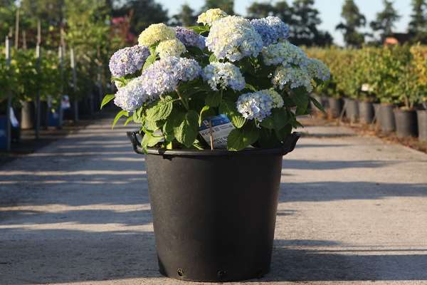Picture of Hydrangea macr endless summer