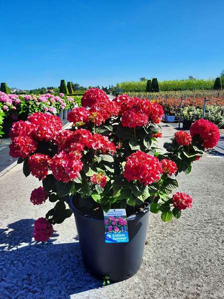 Picture of HYDRANGEA MACROPHYLLA ENDLESS SUMMER