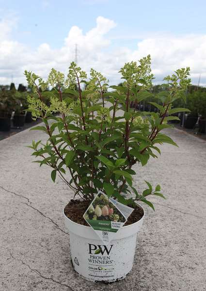 Picture of Hydrangea pan  pinkachu