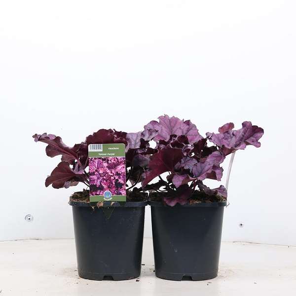 Picture of HEUCHERA FOREVER PURPLE