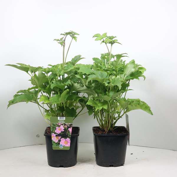 Picture of ANEMONE ROYAL BLUSH