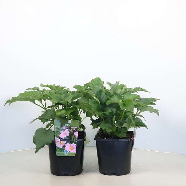 Picture of Anemone royal blush