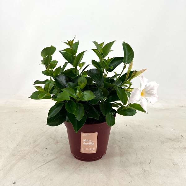 Picture of MANDEVILLA ZOMERVILLE BUSH WHITE