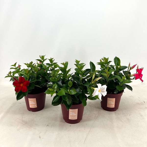 Picture of MANDEVILLA  ZOMERVILLE  BUSH MIXTRAY