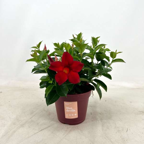Picture of MANDEVILLA  ZOMERVILLE BUSH RED