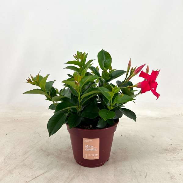 Picture of MANDEVILLA  ZOMERVILLE BUSH PINK