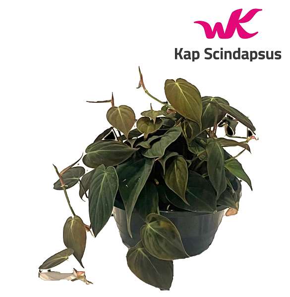Picture of PHILODENDRON MICANS BOWL