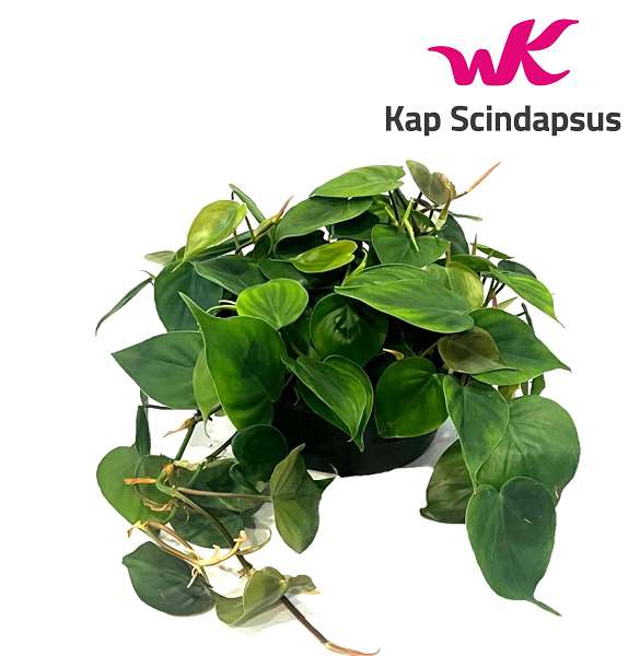 Picture of PHILODENDRON SCANDENS BOWL