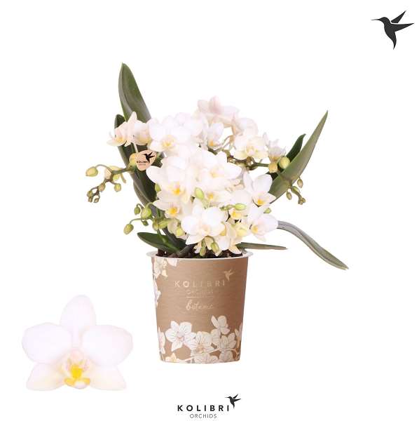 Picture of  PHALAENOPSIS 04-STE BOTANIC KOLIBRI  NAZARE WHITE