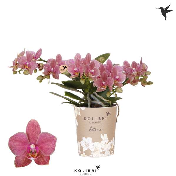 Picture of PHALAENOPSIS 04-STEM KOLIBRI BOTANIC ORANGE