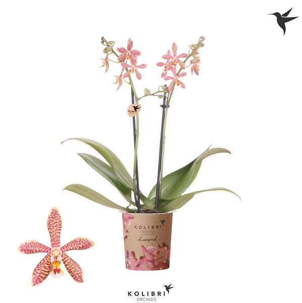 Picture of PHALAENOPSIS 02-STEM KOLIBRI SPIDER ORANGE