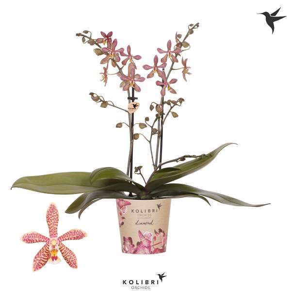 Picture of PHALAENOPSIS 02-STEM KOLIBRI SPIDER ORANGE